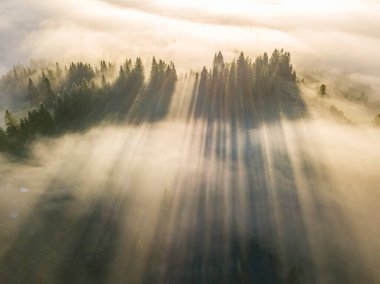 Sis dağ ormanını kaplıyor. Güneşin yükselen ışınları sisi delip geçer. Hava aracı görünümü.