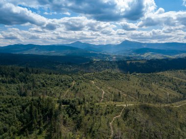 Yazın Ukrayna Karpatları 'nın yeşil dağları. Yamaçlarda kozalaklı ağaçlar. Hava aracı görünümü.