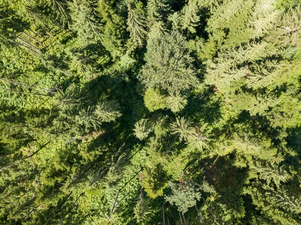 Zielone Góry Karpat Ukraińskich Lecie Słoneczny Dzień Widok Drona Powietrza — Zdjęcie stockowe