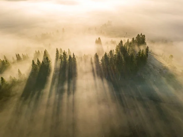 Nebbia Avvolge Foresta Montana Raggi Del Sole Nascente Sfondano Nebbia — Foto Stock