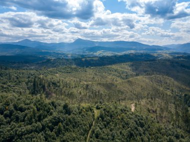 Yazın Ukrayna Karpatları 'nın yeşil dağları. Yamaçlarda kozalaklı ağaçlar. Hava aracı görünümü.