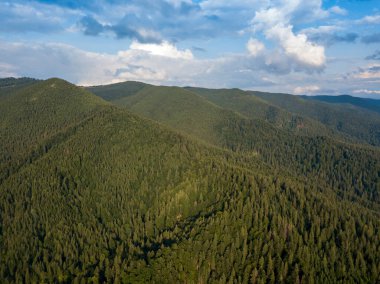 Yazın Ukrayna Karpatları 'nın yeşil dağları. Yamaçlarda kozalaklı ağaçlar. Hava aracı görünümü.