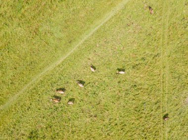 Dağlardaki çayırlarda inekler. Hava aracı görünümü.