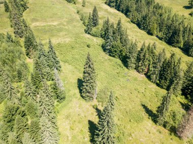 Dağın yamacında kozalaklı ağaçlar. Hava aracı görünümü.