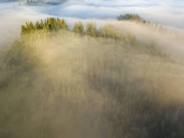 Ομίχλη Περιβάλλει Ορεινό Δάσος Ακτίνες Του Ανατέλλοντος Ήλιου Διαπερνούν Την — Φωτογραφία Αρχείου