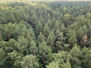 Yazın yaprak döken orman. Hava aracı görünümü.