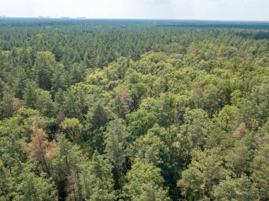 Yazın yaprak döken orman. Hava aracı görünümü.