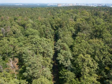 Yazın yaprak döken orman. Hava aracı görünümü.