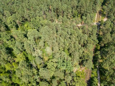 Yazın yaprak döken orman. Hava aracı görünümü.