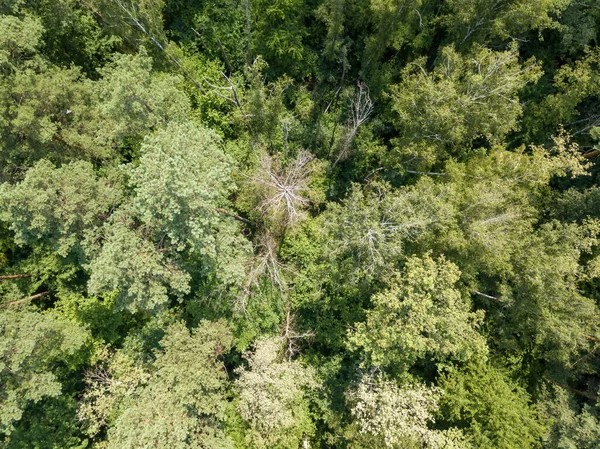 Latem Las Liściasty Widok Drona Powietrza — Zdjęcie stockowe
