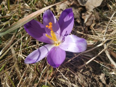 Mor kır çiçekleri güneşli bir bahar gününde.