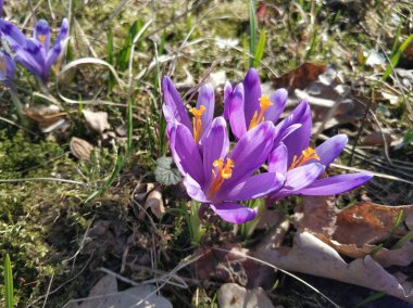 Mor kır çiçekleri güneşli bir bahar gününde.