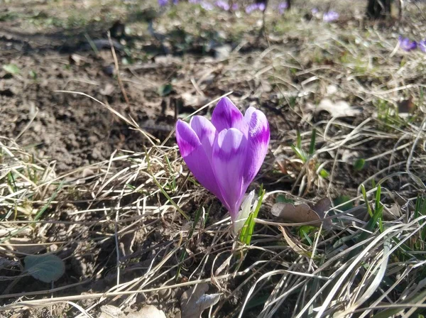 Пурпурные Крокус Цветы Солнечный Весенний День — стоковое фото