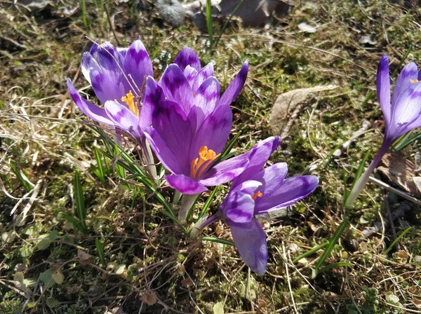 Purple Crocus Flowers Sunny Spring Day — Stock Photo, Image