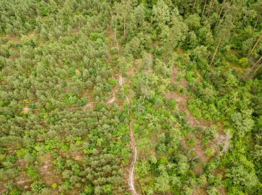 Yazın yeşil kozalaklı orman. Hava aracı görünümü.