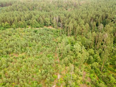 Yazın yeşil kozalaklı orman. Hava aracı görünümü.