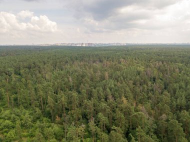 Yazın yeşil kozalaklı orman. Hava aracı görünümü.