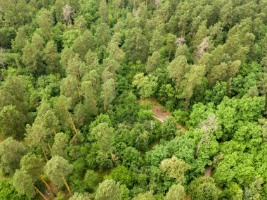 Yazın yeşil kozalaklı orman. Hava aracı görünümü.
