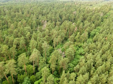 Yazın yeşil kozalaklı orman. Hava aracı görünümü.