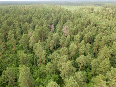 Yazın yeşil kozalaklı orman. Hava aracı görünümü.