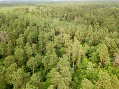Yazın yeşil kozalaklı orman. Hava aracı görünümü.