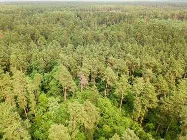 Yazın yeşil kozalaklı orman. Hava aracı görünümü.