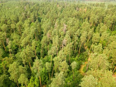 Yazın yeşil kozalaklı orman. Hava aracı görünümü.