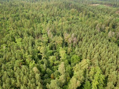 Yazın yeşil kozalaklı orman. Hava aracı görünümü.