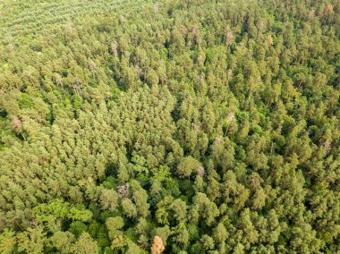 Yazın yeşil kozalaklı orman. Hava aracı görünümü.