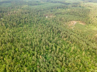 Yazın yeşil kozalaklı orman. Hava aracı görünümü.