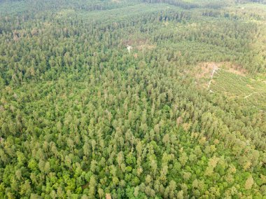 Yazın yeşil kozalaklı orman. Hava aracı görünümü.