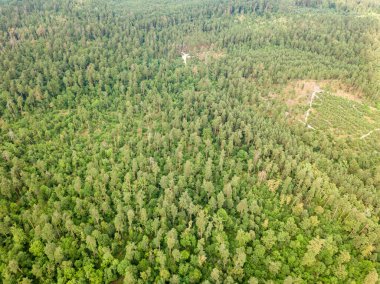 Yazın yeşil kozalaklı orman. Hava aracı görünümü.