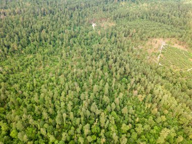 Yazın yeşil kozalaklı orman. Hava aracı görünümü.