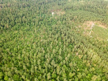 Yazın yeşil kozalaklı orman. Hava aracı görünümü.