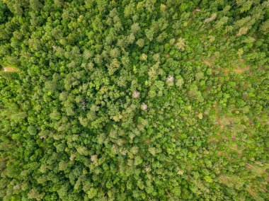 Yazın yeşil kozalaklı orman. Hava aracı görünümü.