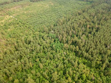 Yazın yeşil kozalaklı orman. Hava aracı görünümü.