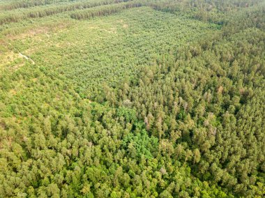 Yazın yeşil kozalaklı orman. Hava aracı görünümü.