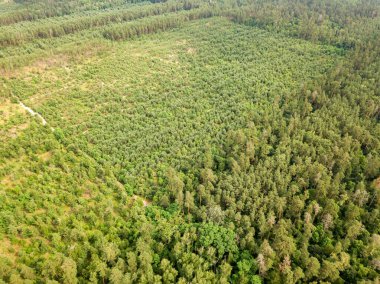 Yazın yeşil kozalaklı orman. Hava aracı görünümü.
