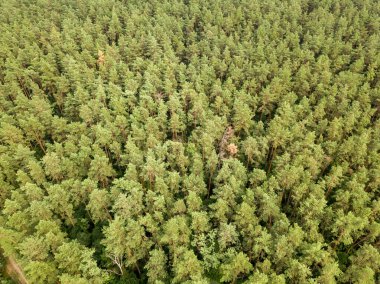 Yazın yeşil kozalaklı orman. Hava aracı görünümü.