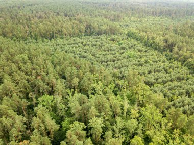 Yazın yeşil kozalaklı orman. Hava aracı görünümü.