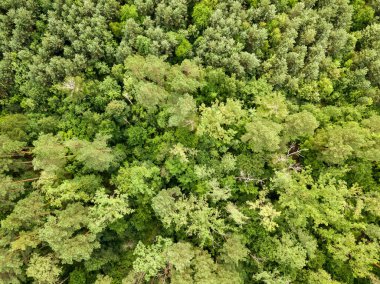 Yazın yeşil kozalaklı orman. Hava aracı görünümü.