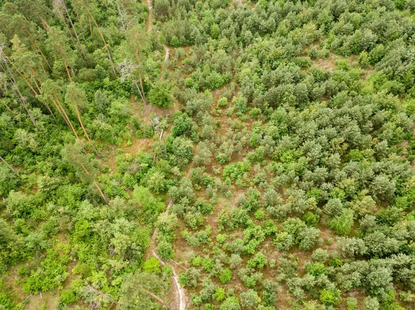 Zelený Jehličnatý Les Létě Zobrazení Leteckých Dronů — Stock fotografie