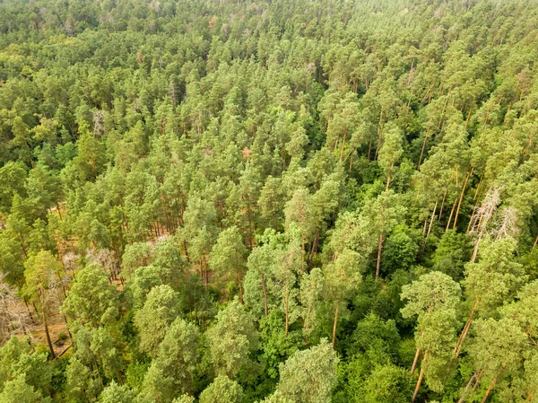 Hutan Konifer Hijau Musim Panas Tampilan Drone Udara — Stok Foto
