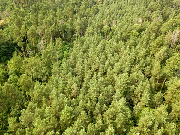 Bosque Verde Coníferas Verano Vista Aérea Del Dron — Foto de Stock