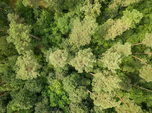 夏天的绿色针叶林 空中无人驾驶飞机视图 — 图库照片