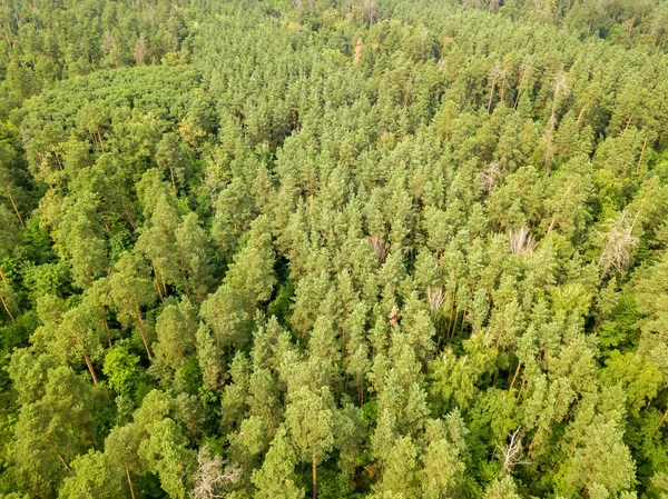 Green Coniferous Forest Summer Aerial Drone View — Stock Photo, Image