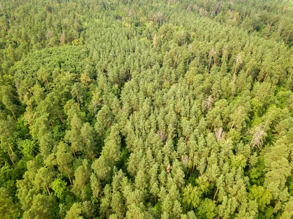 Floresta Conífera Verde Verão Vista Aérea Drones — Fotografia de Stock