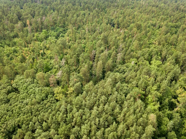 Floresta Conífera Verde Verão Vista Aérea Drones — Fotografia de Stock