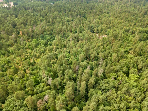 Зеленый Хвойный Лес Летом Воздушный Беспилотник — стоковое фото