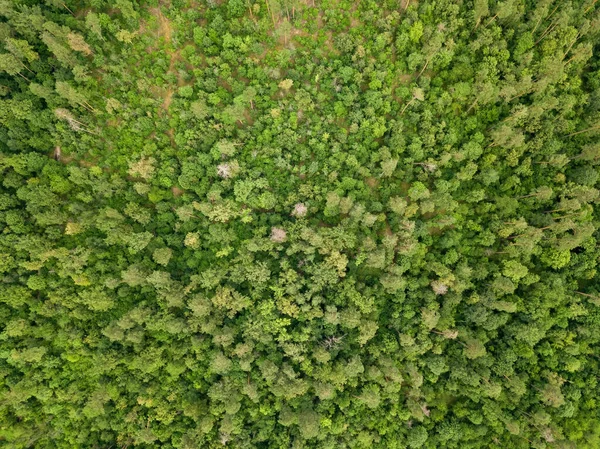 Zelený Jehličnatý Les Létě Zobrazení Leteckých Dronů — Stock fotografie